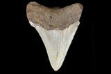 Juvenile Megalodon Tooth - North Carolina #147359-1